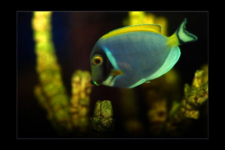 copyright R. Callewaert